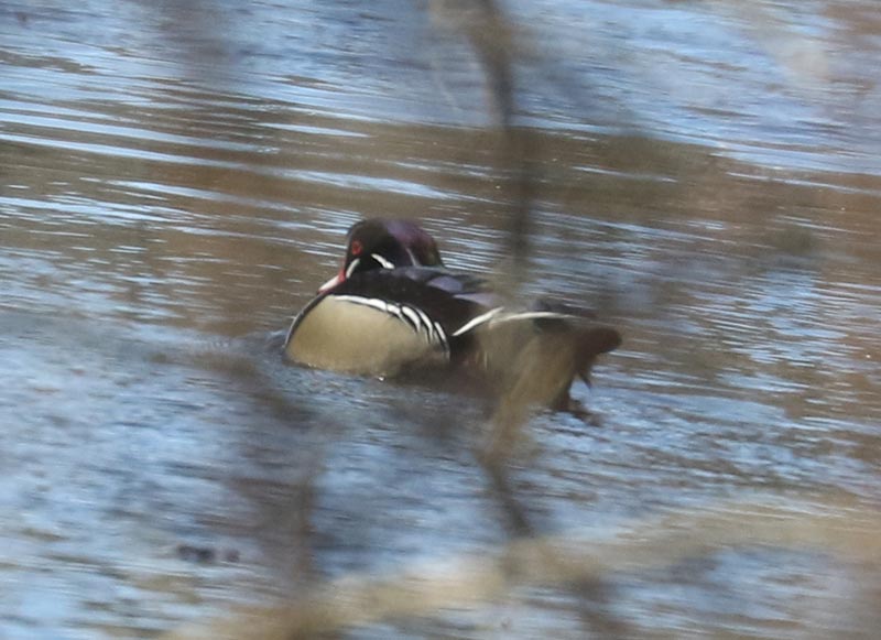 Mystery bird to be identified