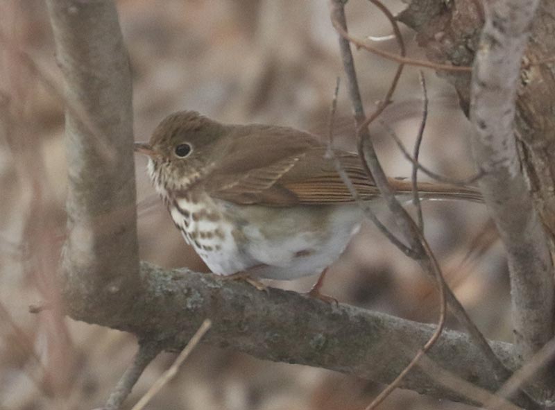 Mystery bird to be identified