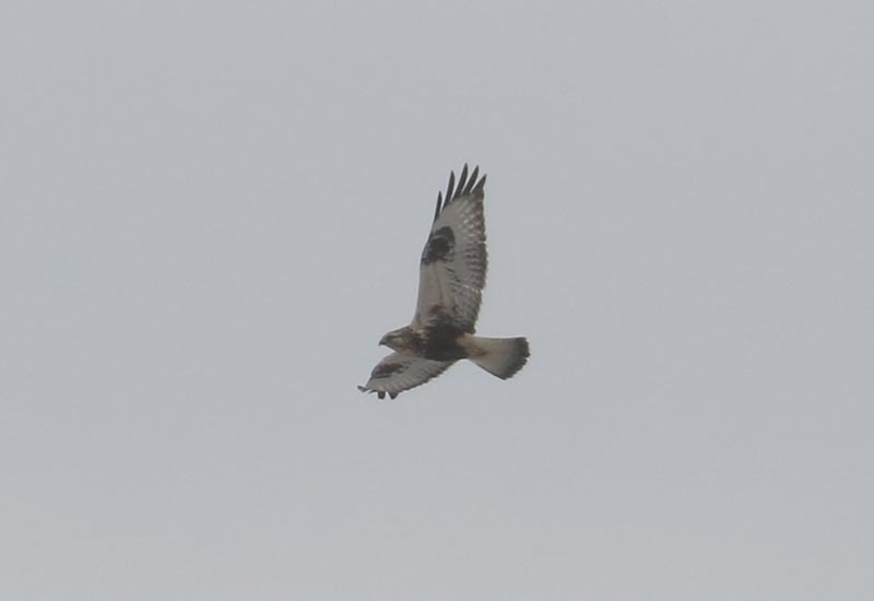 Mystery bird to be identified