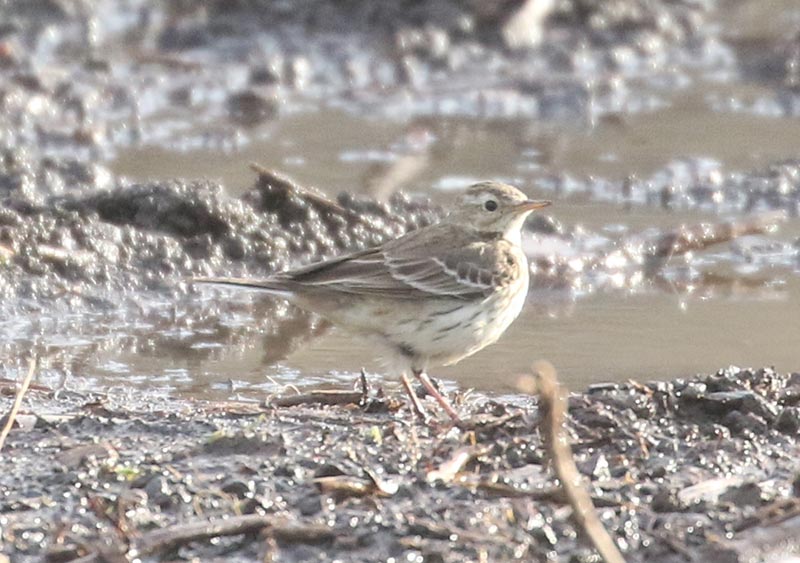 Mystery bird to be identified