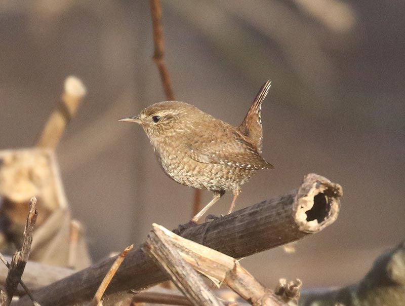 Mystery bird to be identified