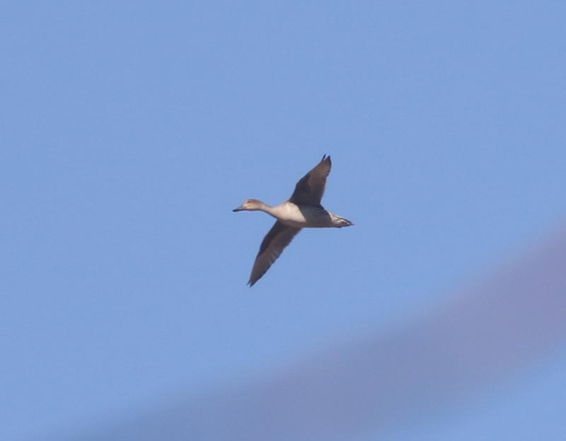 Mystery bird to be identified