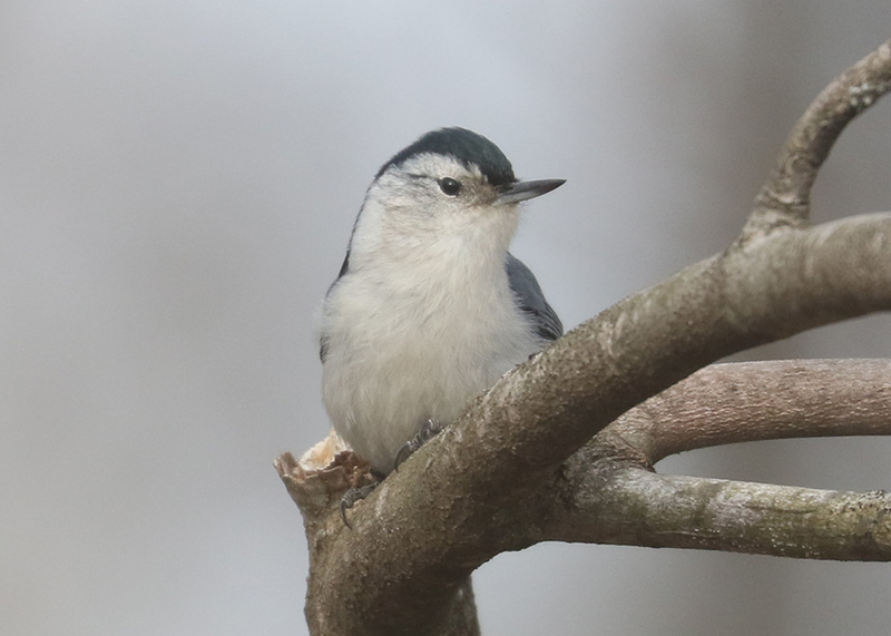 Mystery bird to be identified