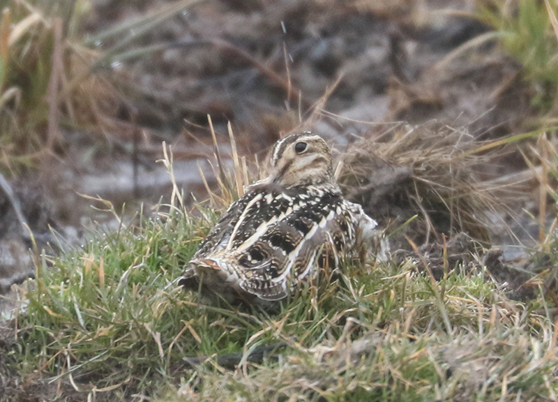 Mystery bird to be identified