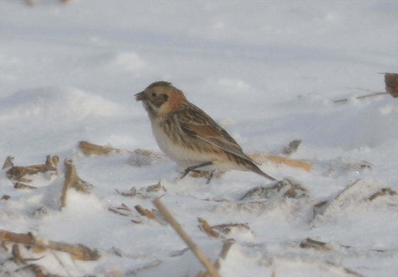 Mystery bird to be identified