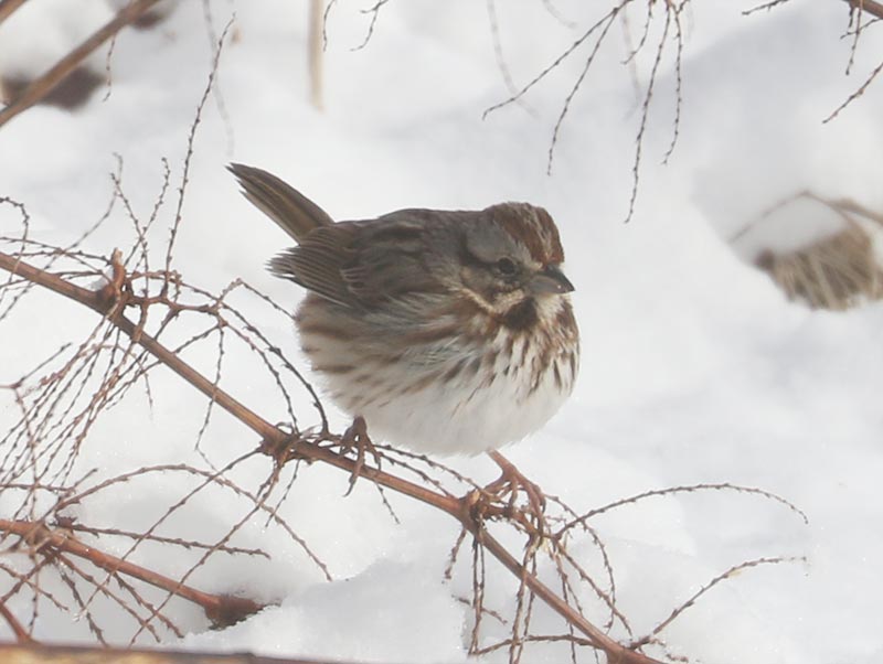 Mystery bird to be identified