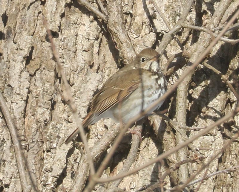 Mystery bird to be identified