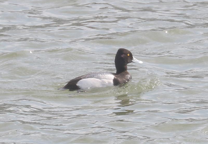 Mystery bird to be identified