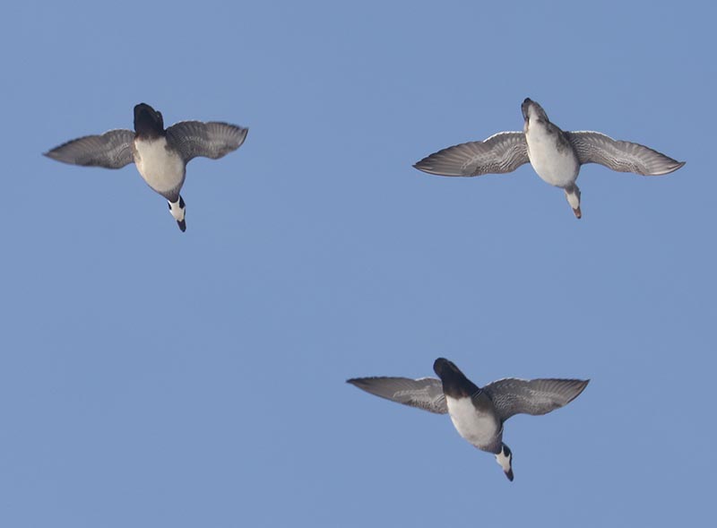 Mystery birds to be identified
