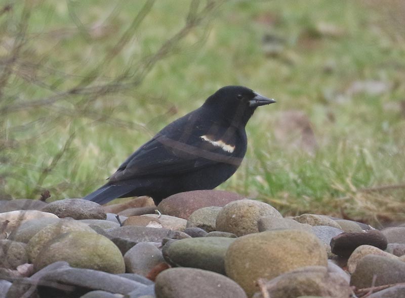 Mystery bird to be identified