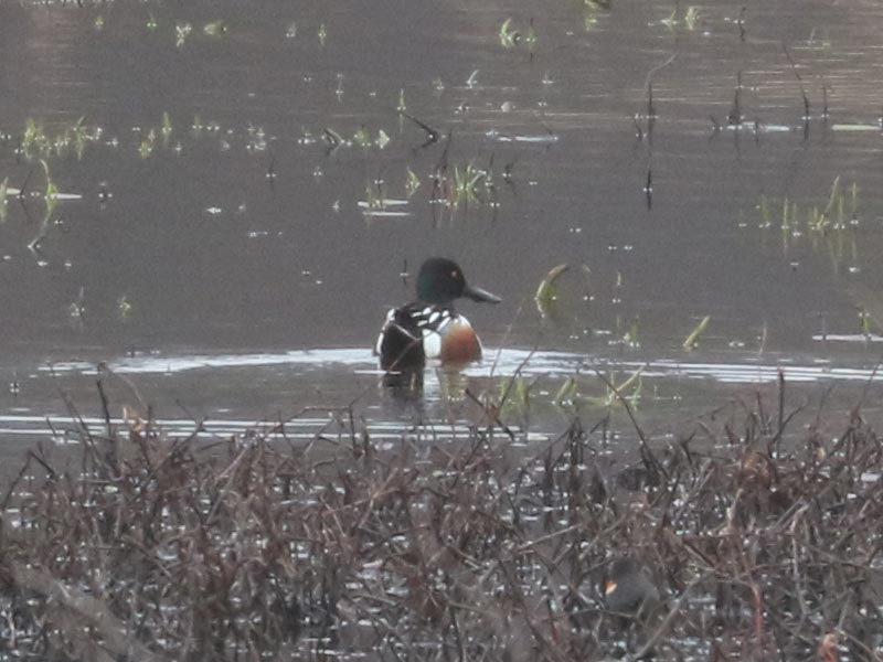 Mystery bird to be identified