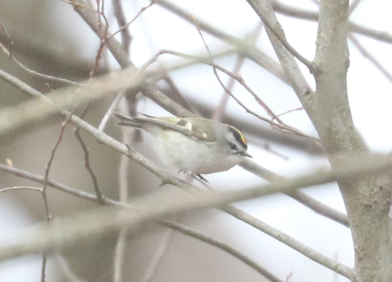 Mystery bird to be identified