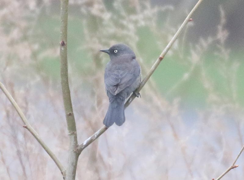 Mystery bird to be identified