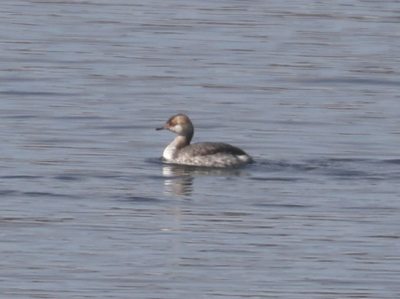Mystery bird to be identified