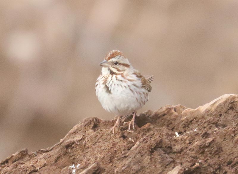 Mystery bird to be identified