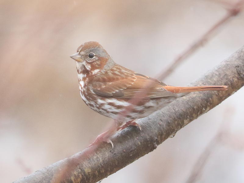 Mystery bird to be identified