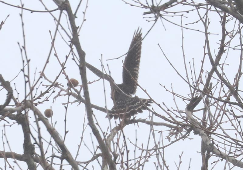 Mystery bird to be identified