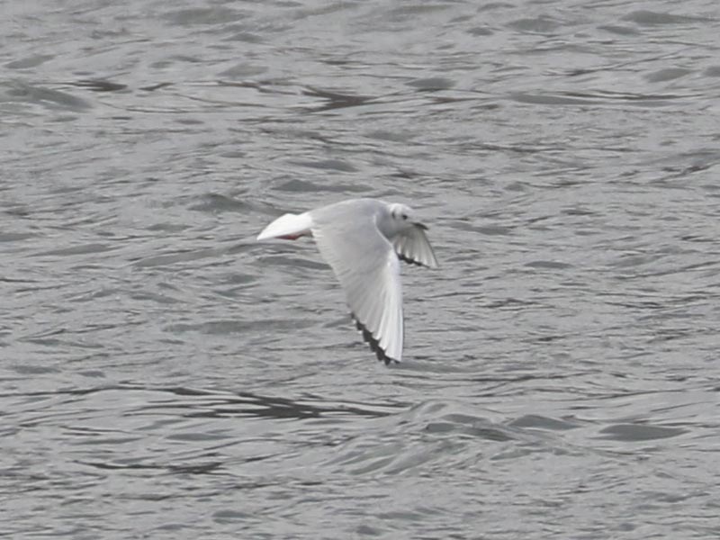 Mystery bird to be identified