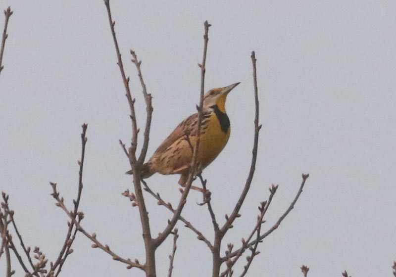 Mystery bird to be identified
