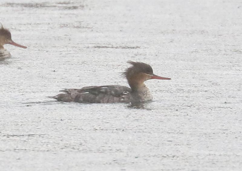 Mystery bird to be identified