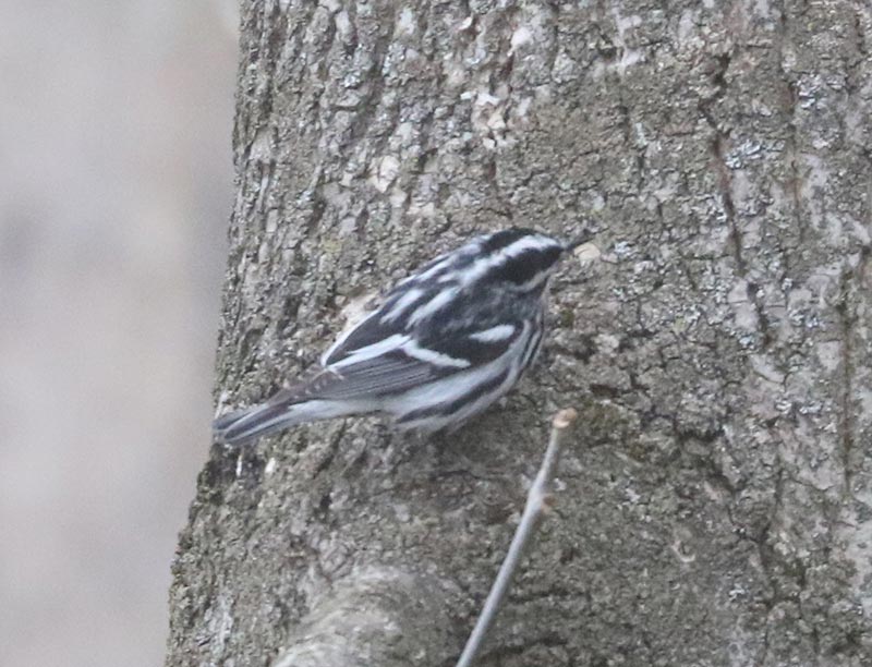 Mystery bird to be identified