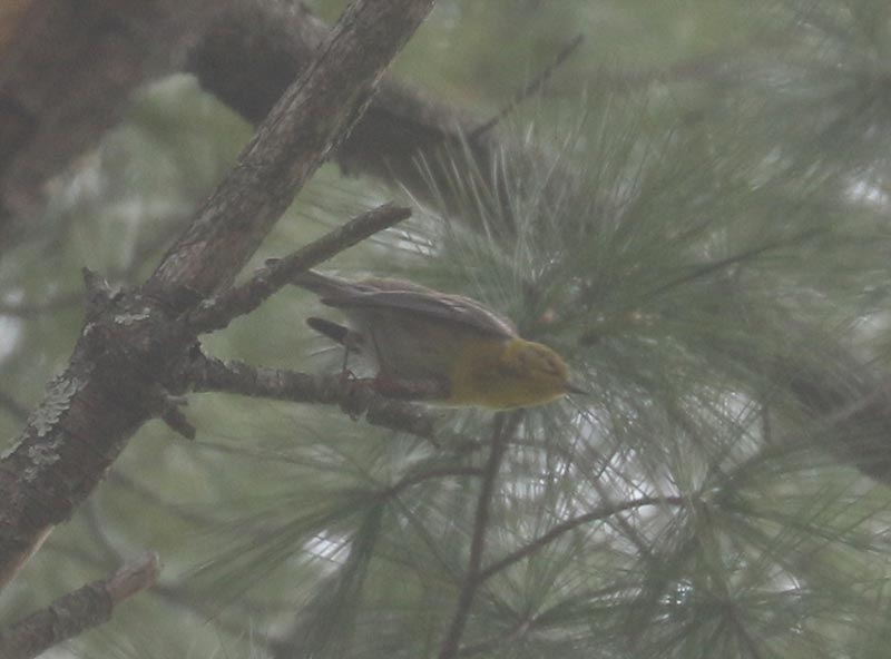 Mystery bird to be identified