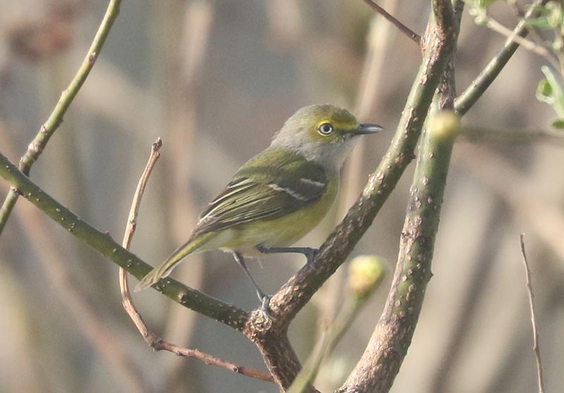 Mystery bird to be identified