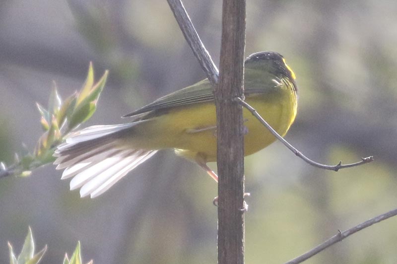 Mystery bird to be identified