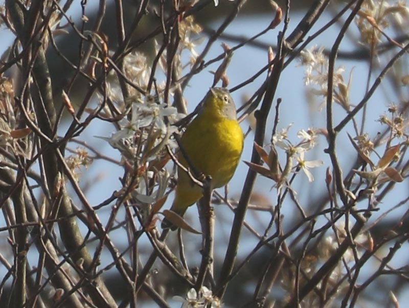 Mystery bird to be identified