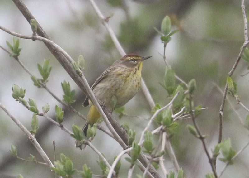 Mystery bird to be identified