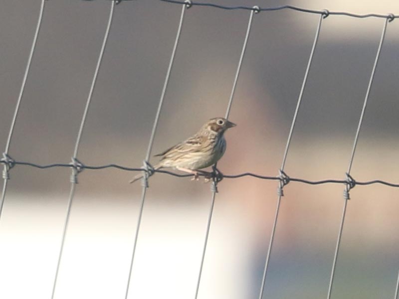 Mystery bird to be identified