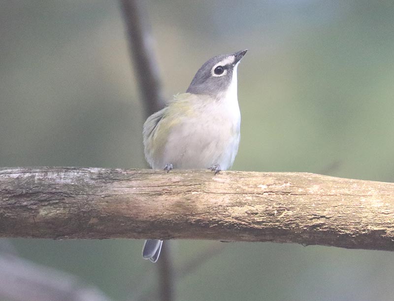 Mystery bird to be identified