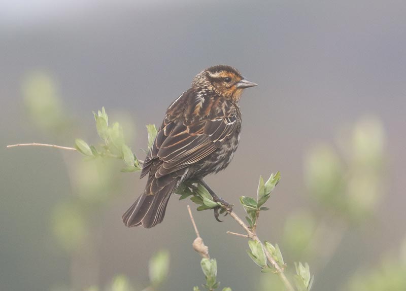 Mystery bird to be identified
