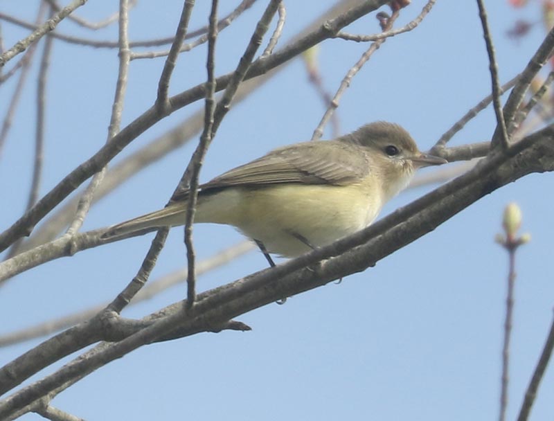 Mystery bird to be identified