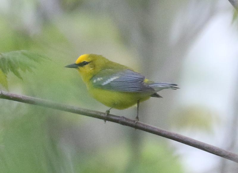 Mystery bird to be identified