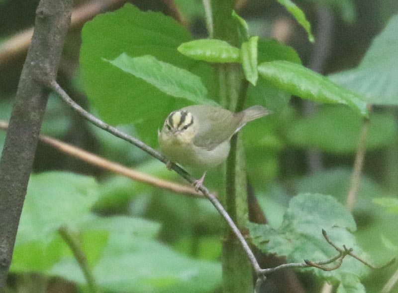 Mystery bird to be identified