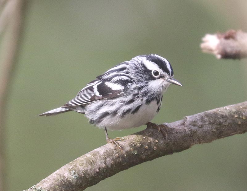 Mystery bird to be identified