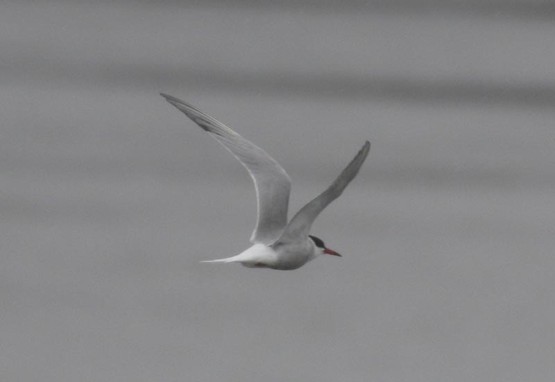 Mystery bird to be identified