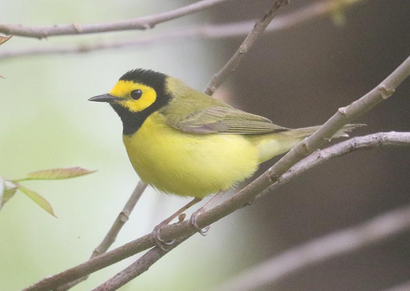 Mystery bird to be identified