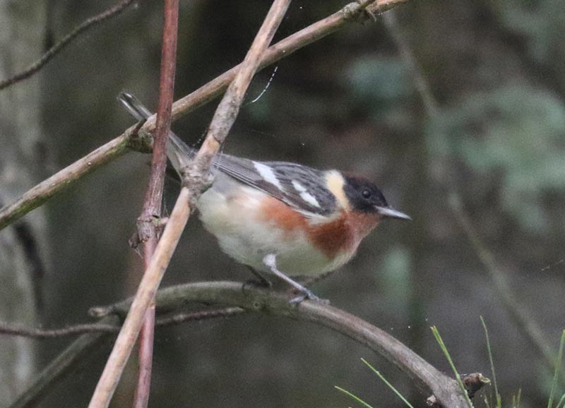 Mystery bird to be identified