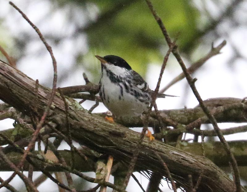 Mystery bird to be identified