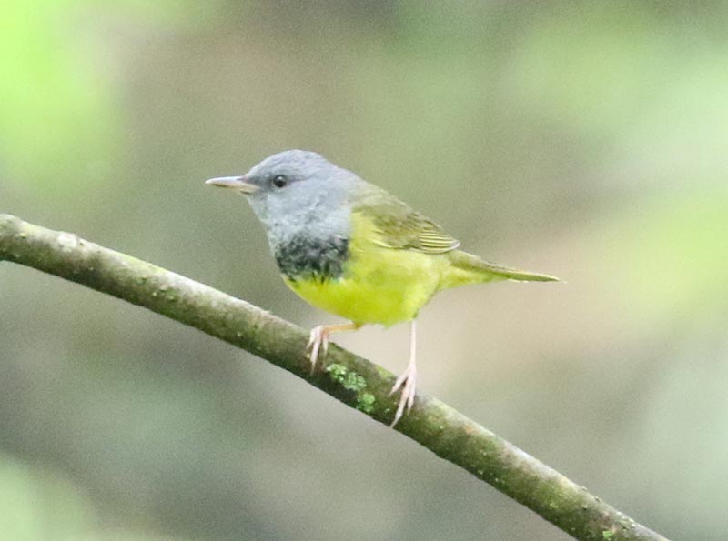 Mystery bird to be identified