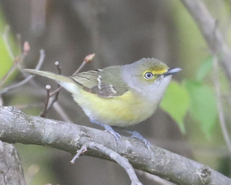 Mystery bird to be identified