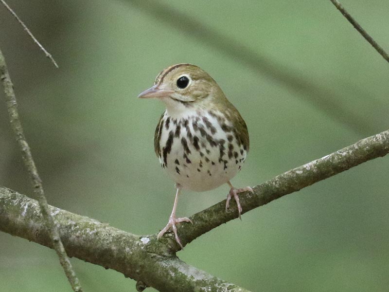 Mystery bird to be identified