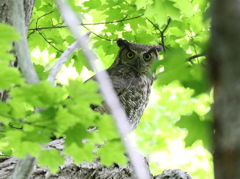 Mystery bird to be identified