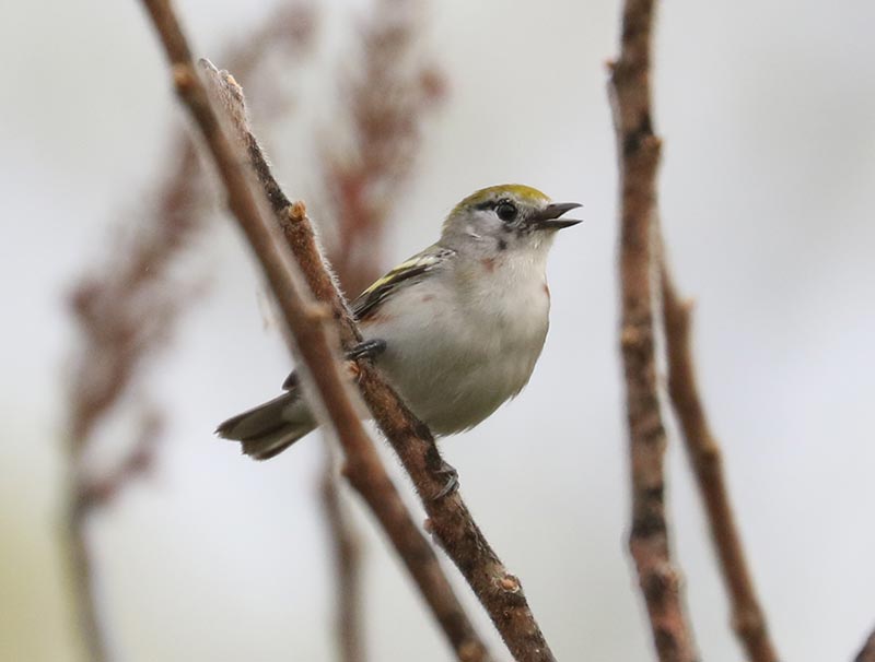 Mystery bird to be identified