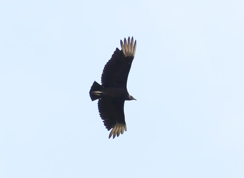 Mystery bird to be identified