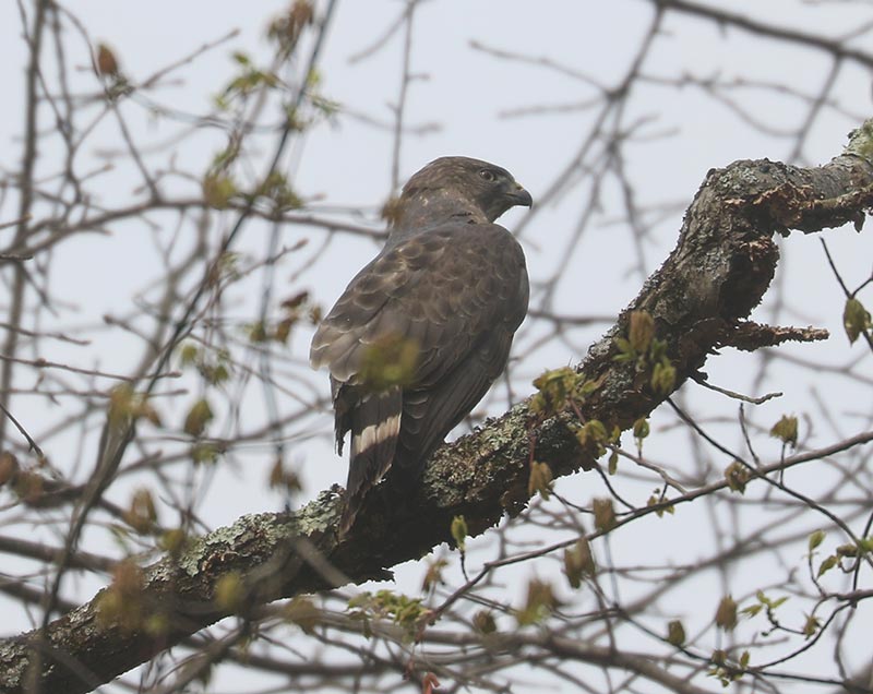 Mystery bird to be identified