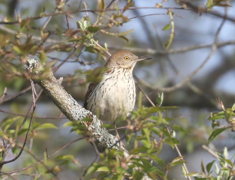 Mystery bird to be identified