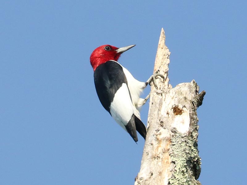 Mystery bird to be identified